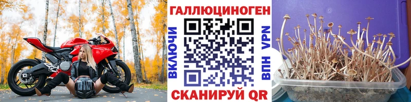 хочу наркоту  Пугачёв  Галлюциногенные грибы мицелий 